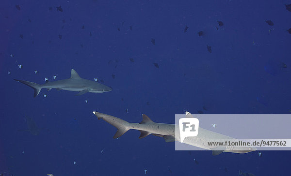 Whitetip reef shark (Triaenodon obesus)  behind a Grey reef shark (Carcharhinus amblyrhynchos)  Palau  Micronesia  Oceania