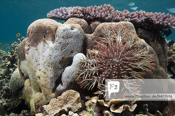 Crown-of-thorns Starfish (Acanthaster planci) feeding on a stony coral  Great Barrier Reef  Australia  Oceania