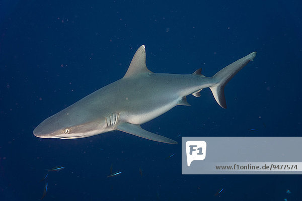 Grey Reef Shark (Carcharhinus amblyrhynchos)  Pacific Ocean  Palau  Oceania