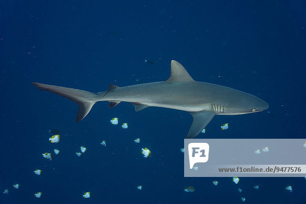Grauer Riffhai (Carcharhinus amblyrhynchos)  Pazifik  Palau  Ozeanien