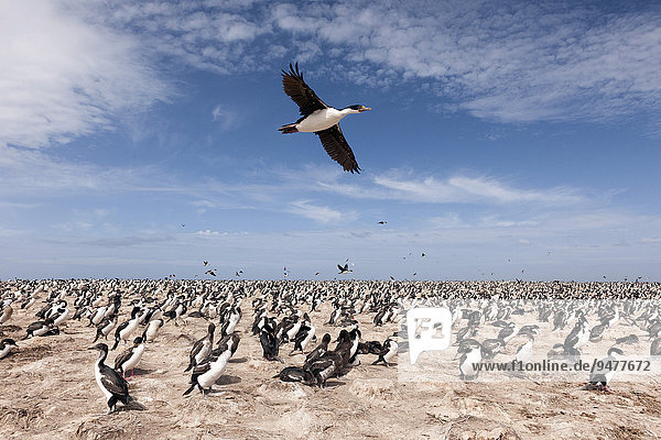 Königskormoran (Phalacrocorax albiventer) fliegt über Kolonie  Bleaker Island  Falklandinseln  Südamerika