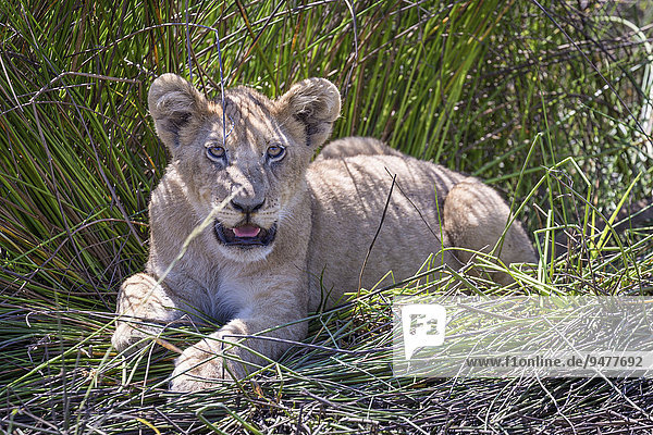 Löwenbaby (Panthera Leo) im Halbschatten hechelt  Okavango-Delta  Botswana  Afrika