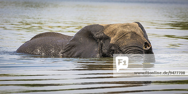 Afrikanischer Elefant (Loxodonta africana) schwimmt durch Fluss  Chobe River  Chobe-Nationalpark  Botswana  Afrika