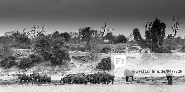 Eine Herde Afrikanischer Elefanten (Loxodonta africana) steht im Fluss und trinkt  schwarz-weiß  Panorama-Format  Chobe-Nationalpark  Chobe River  Botswana  Afrika