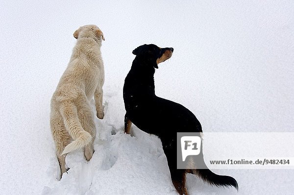 Frische Überraschung Hund 2 Seitenansicht Schnee