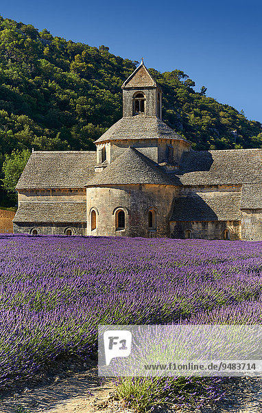 Romanische Zisterzienserabtei Notre-Dame de Sénanque von 1148 in blühenden Lavendelfeldern  bei Gordes  Provence-Alpes-Côte d'Azur  Frankreich  Europa