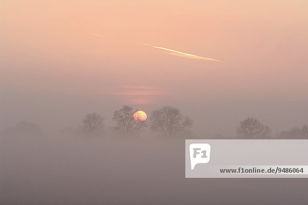 Sonnenaufgang mit Bäumen und Nebel  Rheinberg  Niederrhein  Nordrhein-Westfalen  Deutschland  Europa