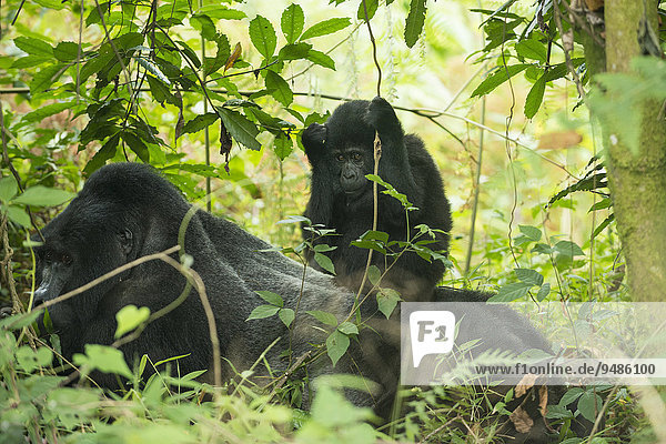 Berggorilla (Gorilla beringei beringei),  Jungtier sitzt auf Männchen,  Bwindi-Impenetrable-Nationalpark,  Uganda,  Afrika