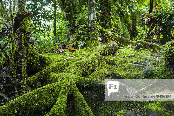 Moosbedeckte Bäume  Pohnpei  Mikronesien  Ozeanien