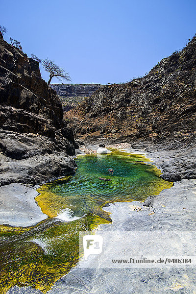 Grüner Teich in einem Tal am Dixsam Plateau  Sokotra  Jemen  Asien