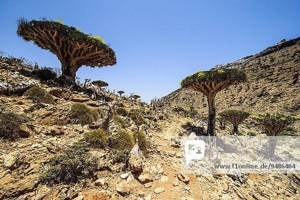 Sokotra Drachenbäume oder Drachenblutbäume (Dracaena cinnabari)  Schutzgebiet Homhil  Insel Sokotra  Jemen  Asien