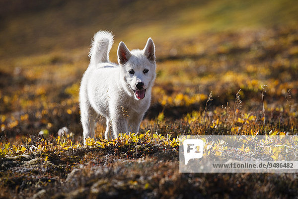 Grönlandhund  Welpe  Grönland