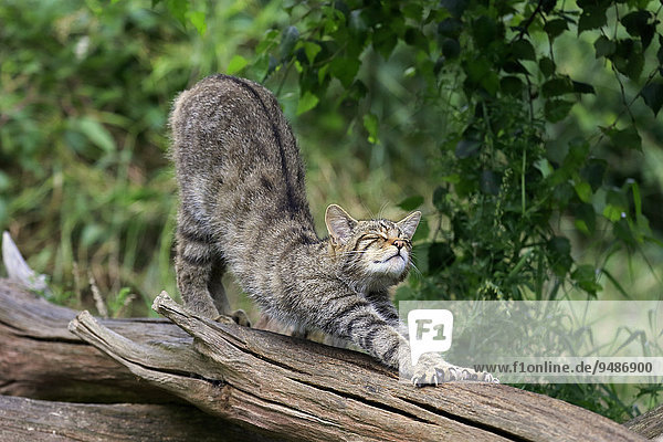 European Wildcat (Felis silvestris silvestris)  adult  stretching  Surrey  England  United Kingdom  Europe
