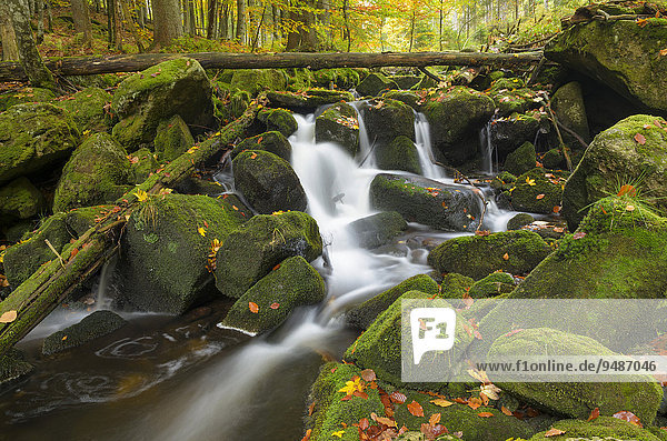 Kleine Ohe  Bachlauf zwischen mit Moos bewachsenen Felsen  Herbst  Nationalpark Bayerischer Wald  Bayern  Deutschland  Europa