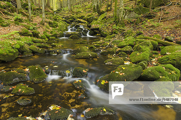Kleine Ohe  Bachlauf im Wald zwischen mit Moos bewachsenen Felsen  Herbst  Nationalpark Bayerischer Wald  Bayern  Deutschland  Europa