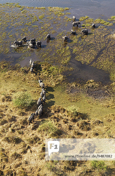 Luftbild  Afrikanische Elefanten (Loxodonta africana)  Zuchtherde durchstreift einen Frischwassersumpf  Okavango Delta  Botswana  Afrika