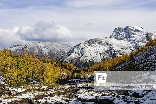 Gelb gefärbter Lärchenwald im Schnee mitten in den Rocky Mountains  Larch Valley  Moraine Lake  Banff-Nationalpark  Alberta  Kanada  Nordamerika