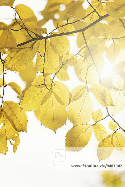 Naturdetail  Herbstlaub mit gelben Blättern  Schweden  Europa