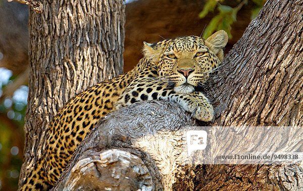 Raubkatze Leopard Panthera pardus Botswana Chobe Nationalpark