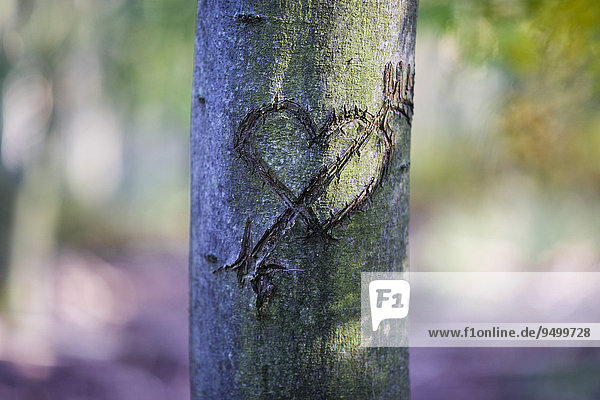 Herz als Liebeserklärung  in einen Baum geschnitzt  Grunewald  Berlin  Deutschland  Europa