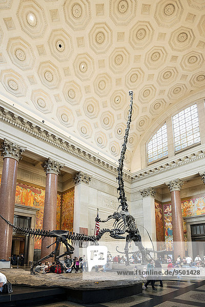 Dinosaur skeletons  Metropolitan Museum of Art  Manhattan  New York  United States  North America
