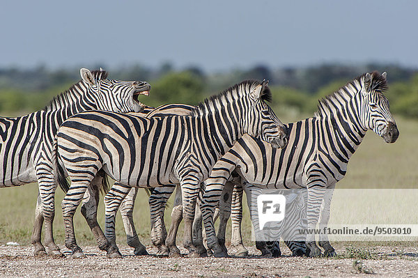 Burchell-Zebras (Equus quagga burchelli)  Nxai-Pan-Nationalpark  Botswana  Afrika