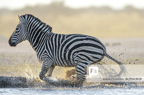 Burchell-Zebra (Equus quagga burchelli) flüchtet aus einem Wasserloch  Nxai-Pan-Nationalpark  Botswana  Afrika