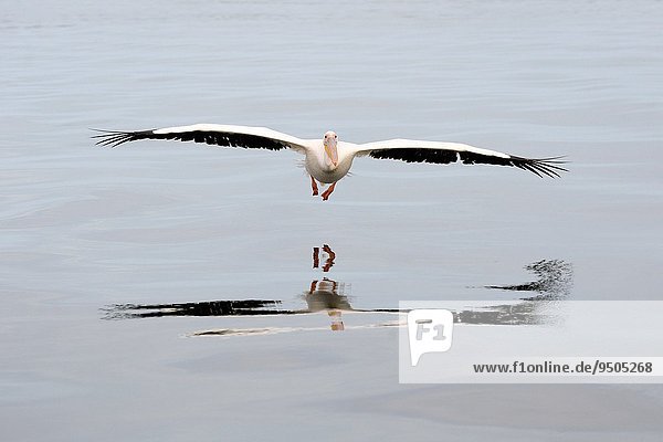 Wasser über fliegen fliegt fliegend Flug Flüge Spiegelung weiß Namibia groß großes großer große großen Pelikan