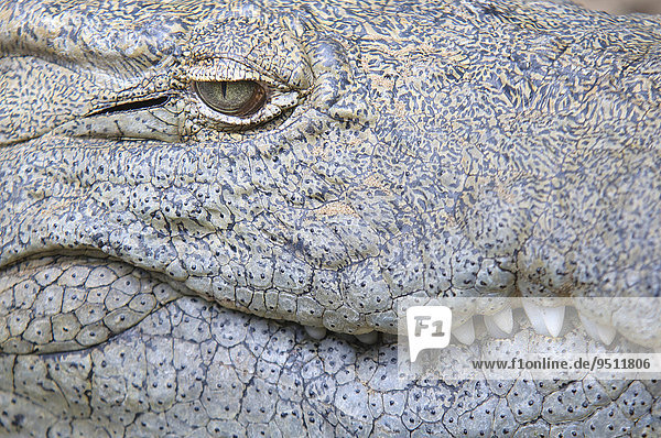 Nilkrokodil (Crocodylus niloticus),  Detail von Auge,  Haut und Zähnen,  captive,  St. Lucia,  Südafrika,  Nordamerika