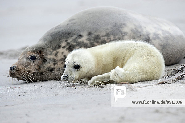 Gray Seals (Halichoerus grypus)  adult female and young  Heligoland  Schleswig-Holstein  Germany  Europe