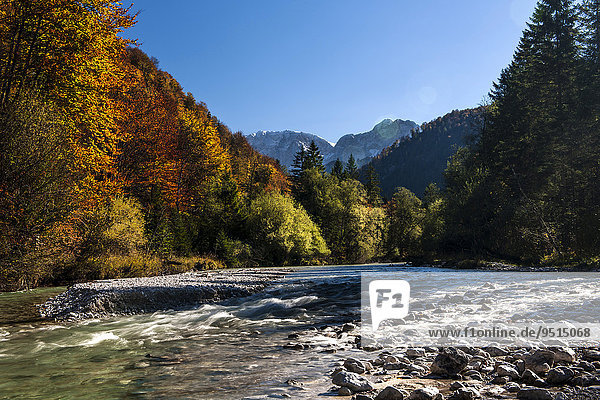 Alm  Almfluss in autumn  Grünau  Almtal  Salzkammergut  Upper Austria  Austria  Europe