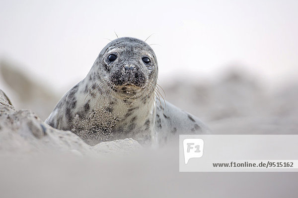 Kegelrobbe (Halichoerus grypus)  Jungrobbe  Düne  Helgoland  Schleswig-Holstein  Deutschland  Europa