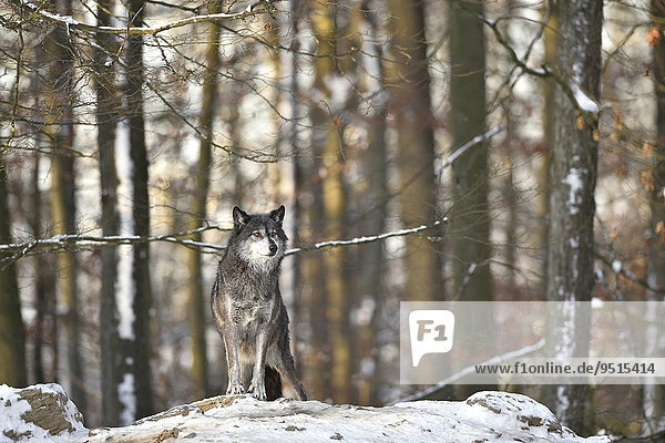 Timberwolf  Kanadischer Wolf (Canis lupus occidentalis) im Schnee  hält Ausschau  captive  Baden-Württemberg  Deutschland  Europa
