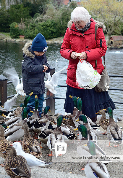 Elderly woman and a little boy feeding ducks  Ystad  Sweden  Europe