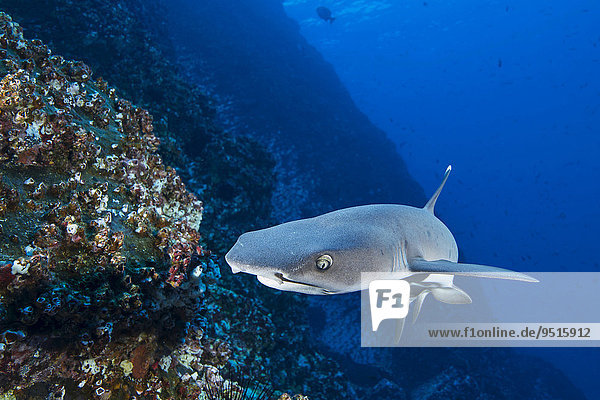 Whitetip Reef Shark (Triaenodon obesus)  Roca Partida  Mexico  North America