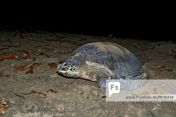 Suppenschildkröte (Chelonia mydas) bei der Eiablage  Indischer Ozean  Mayotte  Afrika
