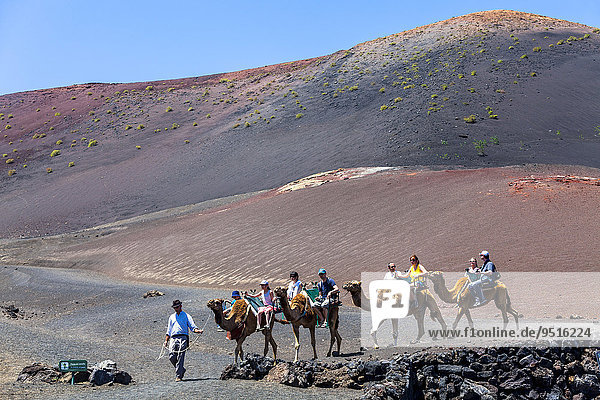 Dromedary camels  caravan with tourists in the volcanic landscape of the Montanas del Fuego in the Timanfaya National Park  Lanzarote  Canary Islands  Spain  Europe