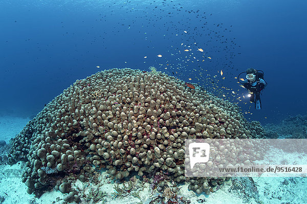 Taucher betrachtet große Porenkoralle  Kartoffelkoralle  (Porites nodifera)  Great Barrier Reef  Pazifik  Australien  Ozeanien
