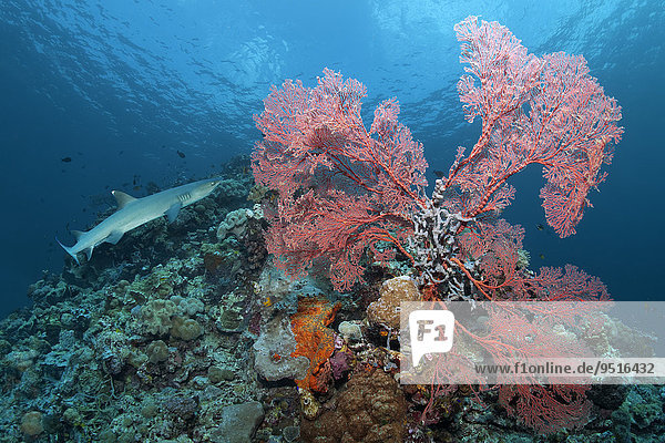 Weißspitzen-Riffhai (Triaenodon obesus)  Melithaea-Gorgonie (Melithaea ochracea)  verhangen mit Sediment  Great Barrier Reef  Pazifik  Australien  Ozeanien