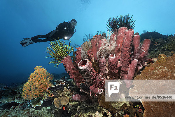 Divers looking at coral reef with various Sea lilies (Crinoidea) and red tube sponge (Cripbrochalina olemda)  Great Barrier Reef  Pacific  Australia  Oceania