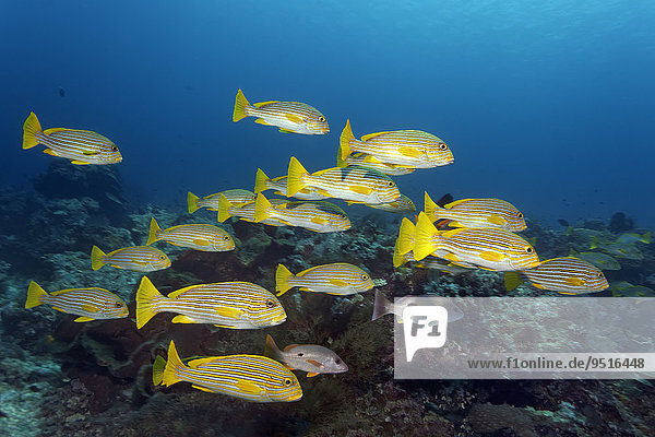 Schwarm Goldstreifen-Süßlippen (Plectorhinchus polytaenia)  Great Barrier Reef  Pazifik  Australien  Ozeanien