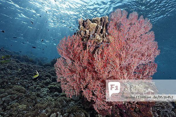 Korallenblock an Riffabfall mit Melithea-Gorogonie (Melithea ochracea)  Great Barrier Reef  Pazifik  Australien  Ozeanien