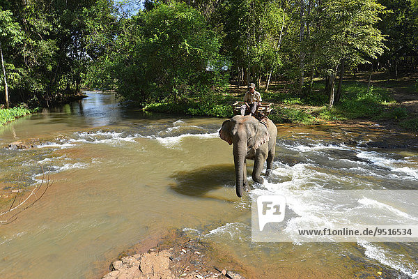 Elefantentrekking im Dschungel  Mahut auf Elefant beim Durchqueren eines Flusses über Wasserfall  Banlung  Provinz Ratanakiri  Kambodscha  Asien
