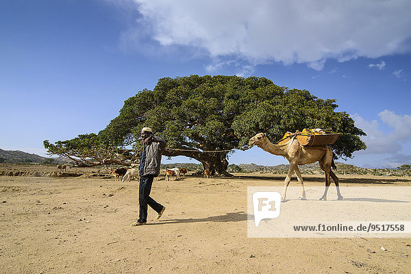 Camel leader and camel walking in front of a Giant Sycamore tree  near Segeneyti  Eritrea  Africa