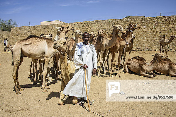 Man presenting his camels for sale on the camel market of Keren  Eritrea  Africa