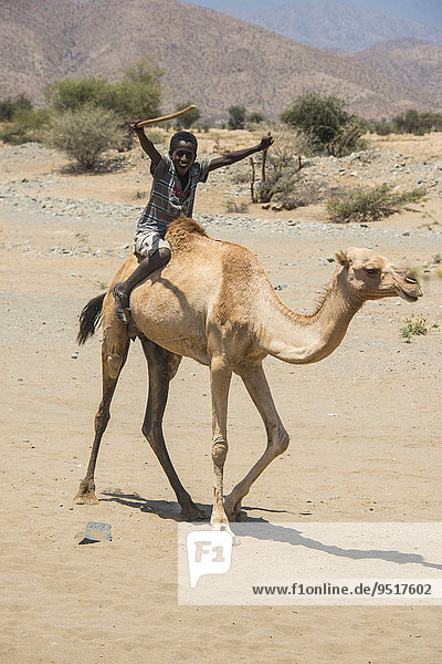 Boy riding on a camel  in the lowlands  Eritrea  Africa