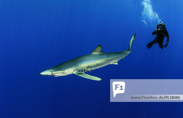 Female diver and blue shark  Prionace glauca  Azores  Portugal  Europe