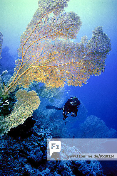 Taucher mit Gorgonie  Rotes Meer  Brother Islands  Ägypten  Afrika
