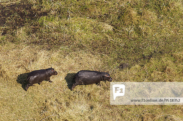 Flusspferde (Hippopotamus amphibius)  gehen  Luftaufnahme  Okavango Delta  Moremi-Wildreservat  Botswana  Afrika