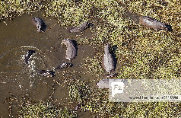 Flusspferde (Hippopotamus amphibius)  Zuchtherde in einem Süßwasser-Sumpf  Luftaufnahme  Okavango Delta  Moremi-Wildreservat  Botswana  Afrika